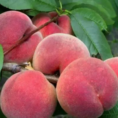 Персик ЮБИЛЕЙ СТОЛИЦЫ колонновидный в Орше