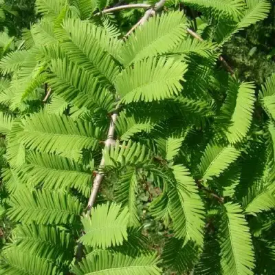 Метасеквойя  ГЛИПТОСТРОБОИДНАЯ  в Орше