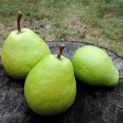 Груша БЕРЕ ЛЮКА в Орше