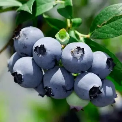 Голубика СИЕРРА в Орше