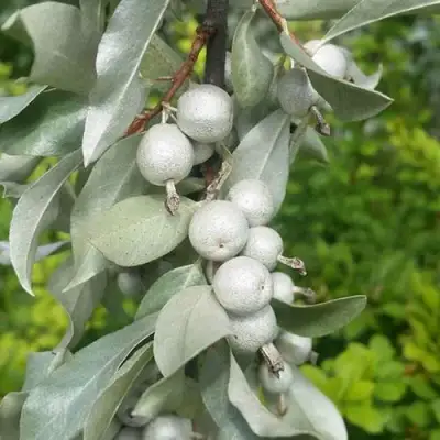 ЛОХ СЕРЕБРИСТЫЙ в Орше