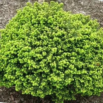 Ель ЛИТЛ ДЖЕМ обыкновенная в Орше