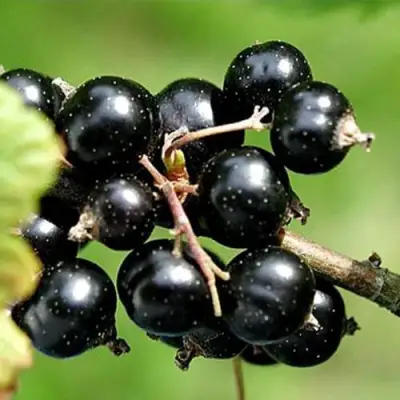 Смородина чёрная ЦЕРЕРА в Орше