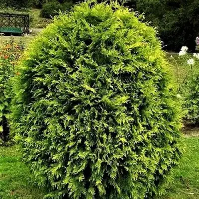 Туя ТИП ТОП западная в Орше