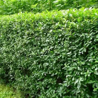 Бирючина обыкновенная в Орше