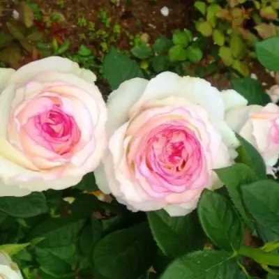 Роза ДОЛЬЧЕ ВИТА чайно-гибридная в Орше