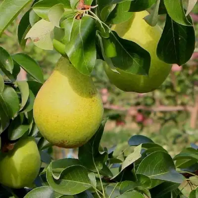 Груша ДОБРЯНКА в Орше