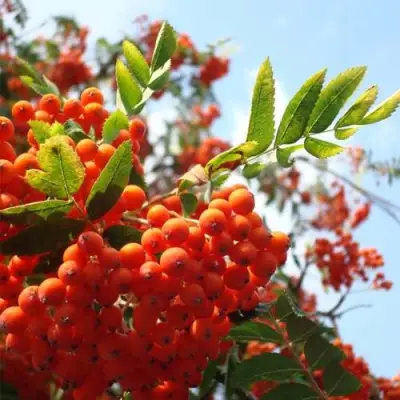 Рябина ВЕФЕД сладкоплодная в Орше