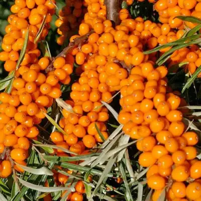 Облепиха ЕЛИЗАВЕТА в Орше