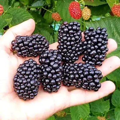 Ежевика ОУАЧИТА бесшипная  в Орше