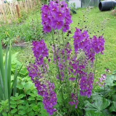 Коровяк ВИОЛЕТТА (вербаскум) в Орше