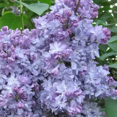 Сирень НЕБО МОСКВЫ в Орше