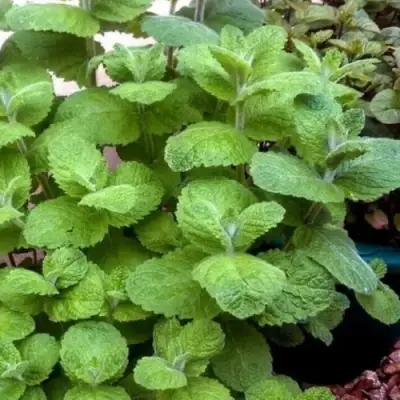 Мята яблочная в Орше