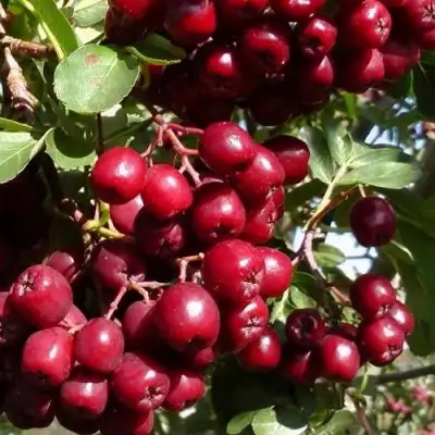 Рябина ГРАНАТНАЯ сладкоплодная в Орше