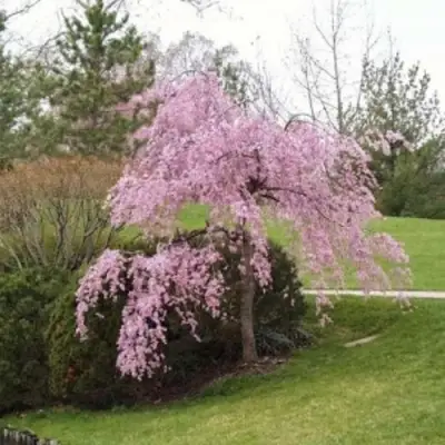 Сакура КИКУ ШИДАРЕ в Орше