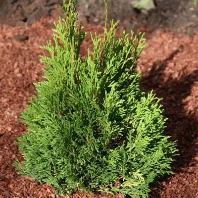 Туя МИКИ западная в Орше