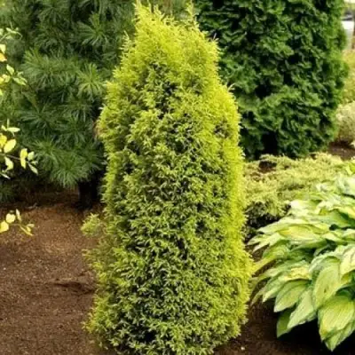 Можжевельник ГОЛД КОН обыкновенный в Орше