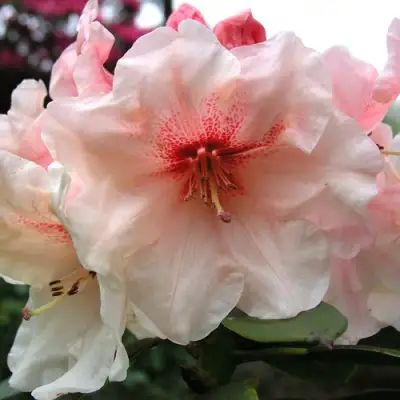 Рододендрон ХАНЯ	 в Орше