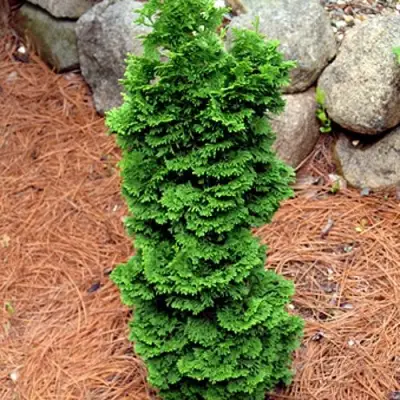 Туя СПИРАЛИС МИНИ западная в Орше