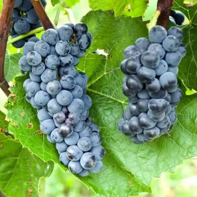 Виноград ВЭЛИАНТ в Орше