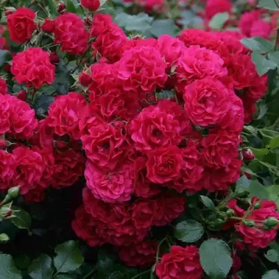 Роза РАДОСТЬ САДОВНИКА (ГАРТЕН ФРОЙДЕ) почвопокровная в Орше