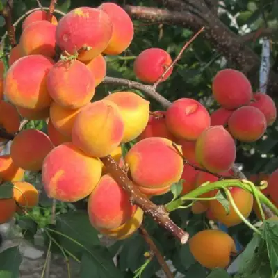 Абрикос РУБИН в Орше