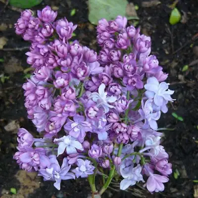 Сирень НАДЕЖДА в Орше