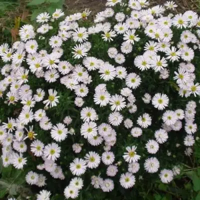 Астра ВАЙС многолетняя в Орше