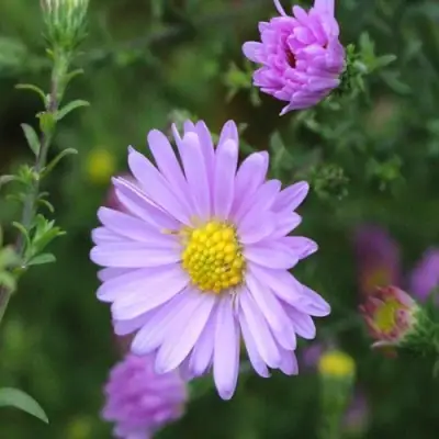 Астра СТРОУБЕРРИ ЭНД КРИМ новобельгийская в Орше