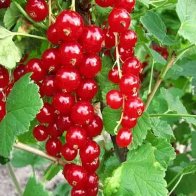 Смородина красная ФЕРТОДИ в Орше