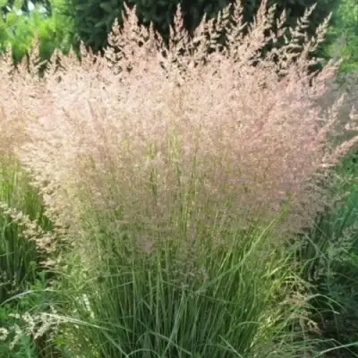 Вейник ОВЕРДАМ остроцветковый в Орше