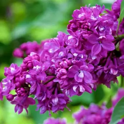 Сирень ОГНИ ДОНБАССА в Орше