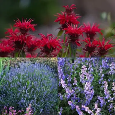 Комплект АРОМАТНЫЙ ЧАЙ в Орше