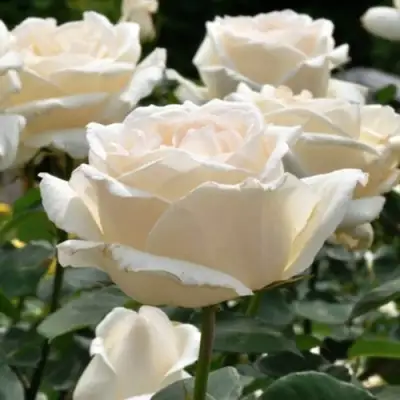 Роза БОИНГ чайно-гибридная в Орше