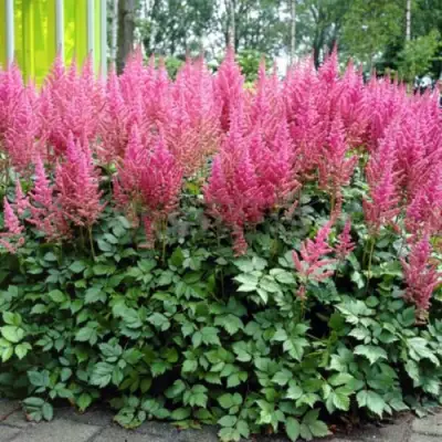 Астильба ВИЖНС ИН ПИНК китайская в Орше