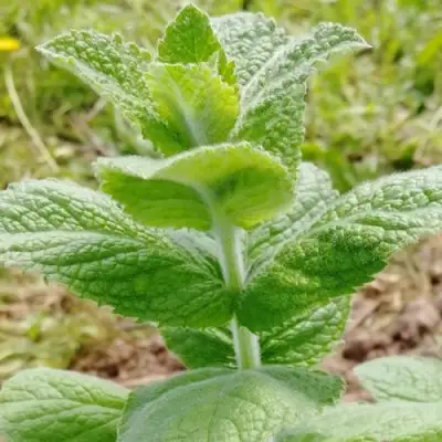 Мята яблочная в Орше