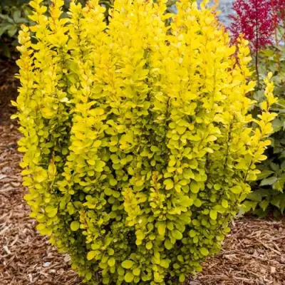 Барбарис ГОЛДЕН ТОРЧ тунберга в Орше