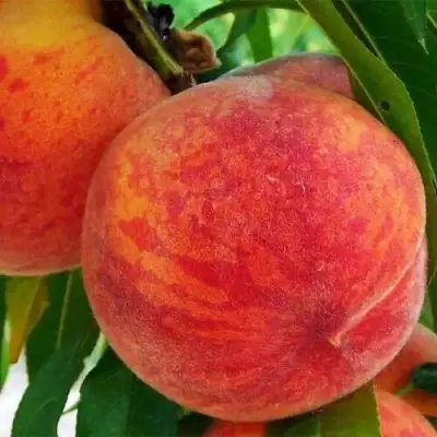 Персик ЗОЛОТОЙ ЮБИЛЕЙ в Орше