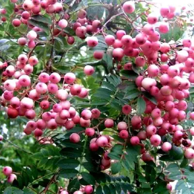 Рябина COREAL сладкоплодная  в Орше