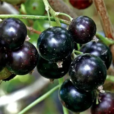 Смородина чёрная ЧЕРЕШНЁВАЯ в Орше