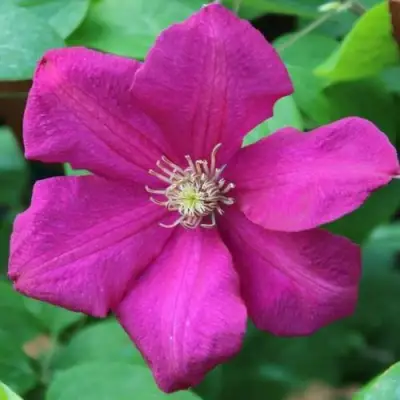 Клематис ЭРНЕСТ МАРКХАМ в Орше