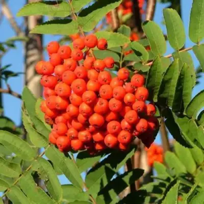 Рябина САХАРНАЯ ПЕТРОВА сладкоплодная в Орше