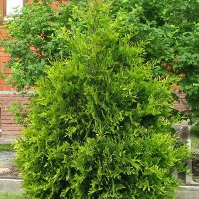 Туя АНЯ (АНИЕ) западная в Орше