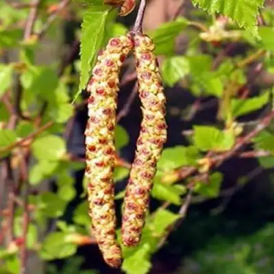 Береза бородавчатая в Орше