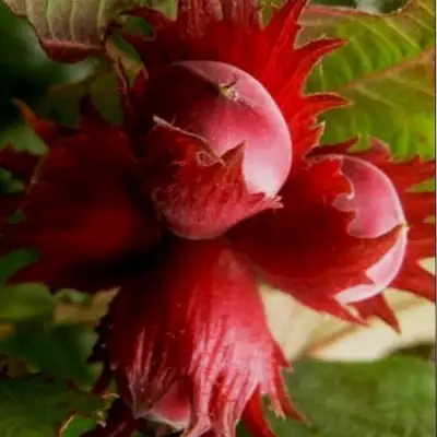 Фундук БАГРЯНЕЦ в Орше