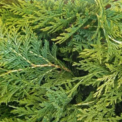 Кипарисовик ЭЛВУДИ ЭМПАЙР лавсона в Орше