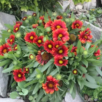 Гайлардия АРИЗОНА РЕД ШЕЙДС в Орше