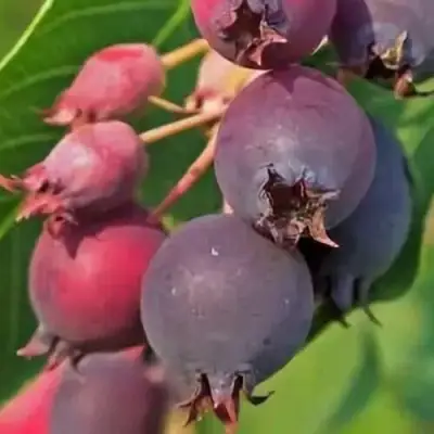 Ирга MANDAN в Орше