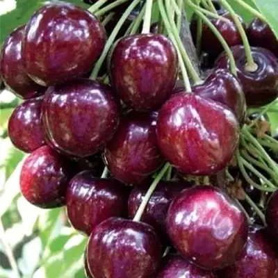 Черешня СИЛЬВИЯ колоновидная в Орше