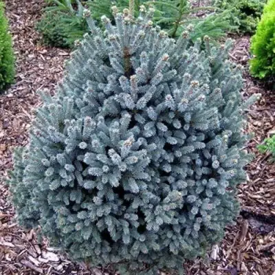 Ель НАНА сизая в Орше